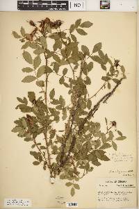 Rosa carolina subsp. subserrulata image