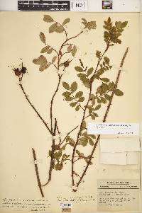 Rosa carolina subsp. subserrulata image