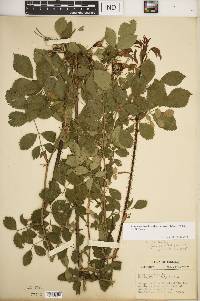 Rosa carolina subsp. subserrulata image