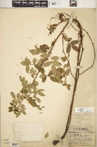 Rosa carolina subsp. subserrulata image