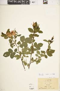 Rosa carolina subsp. subserrulata image