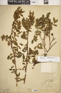 Rosa carolina subsp. subserrulata image