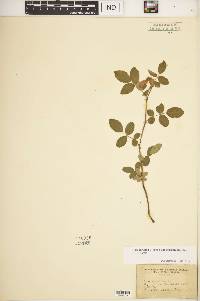 Rosa carolina subsp. subserrulata image