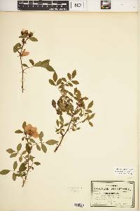 Rosa carolina subsp. subserrulata image