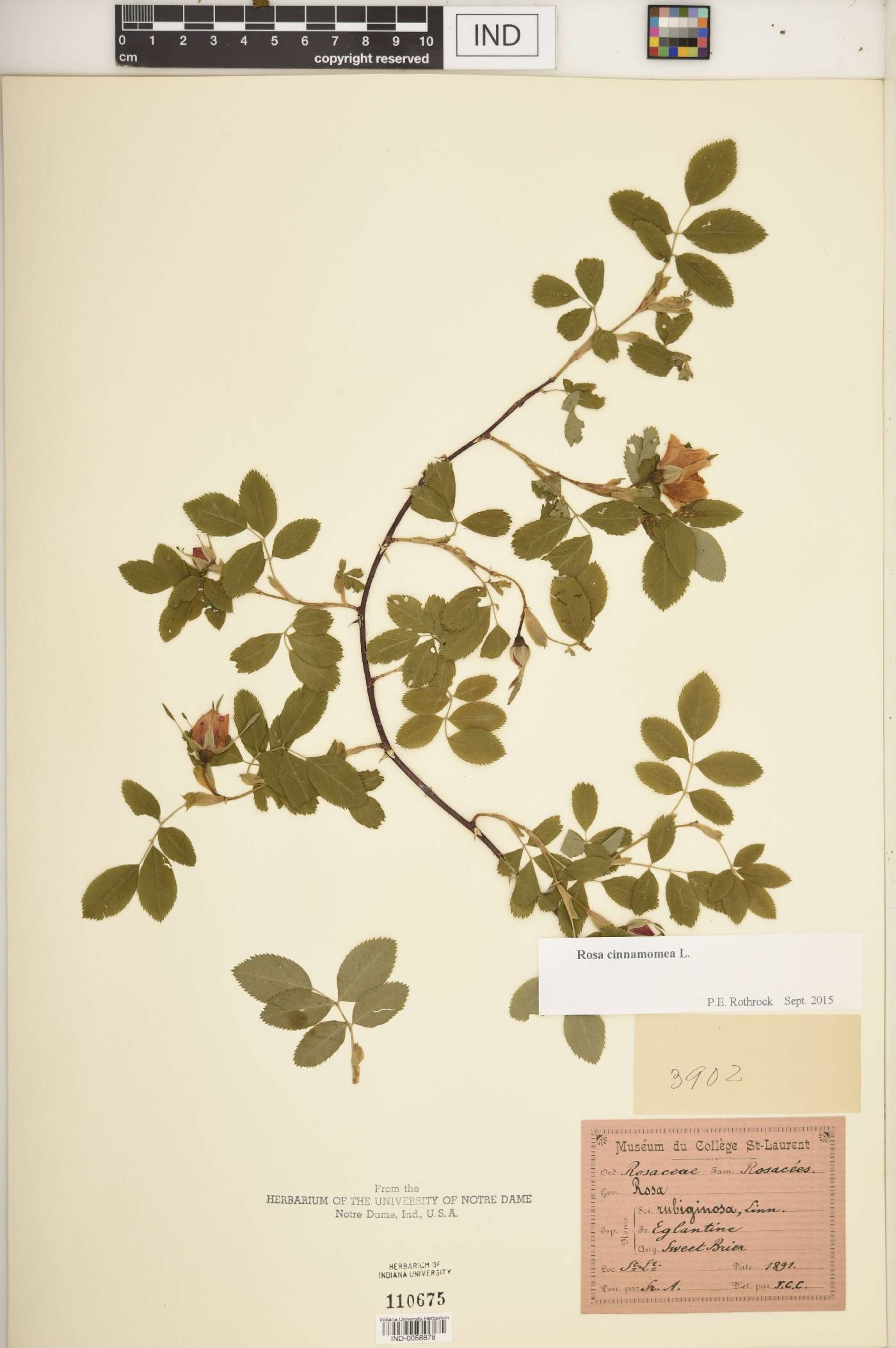 Rosa cinnamomea image