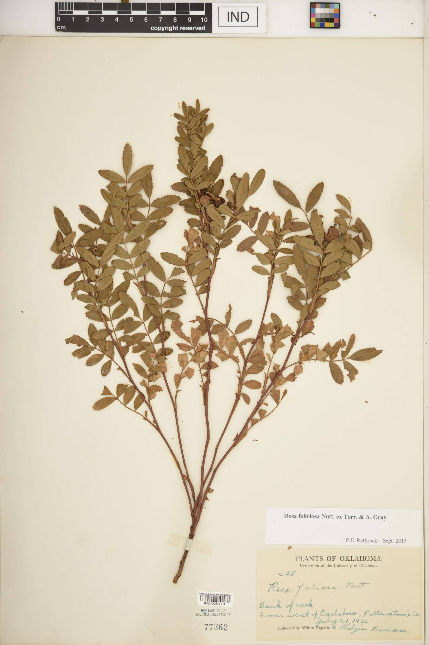 Rosa foliolosa image