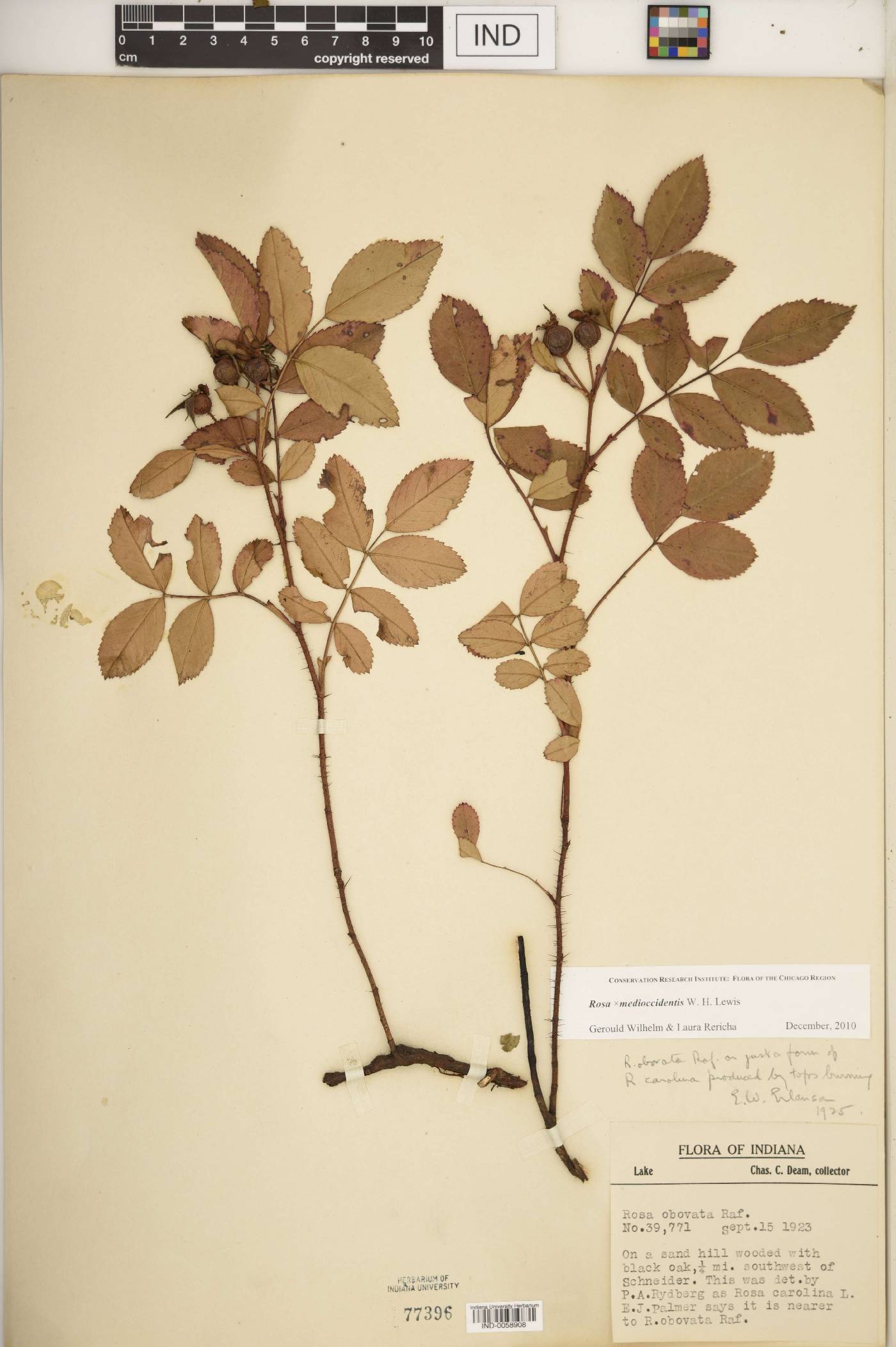 Rosa × medioccidentis image