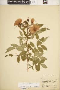 Rosa × medioccidentis image