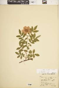 Rosa × medioccidentis image
