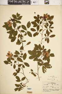 Rosa palustris image