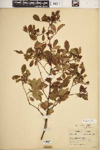 Rosa palustris image