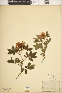 Rosa palustris image