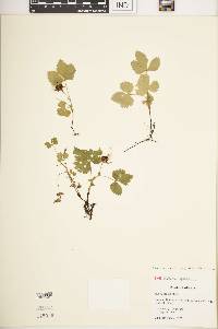 Rubus arcticus subsp. acaulis image