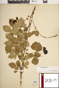 Rubus flagellaris image