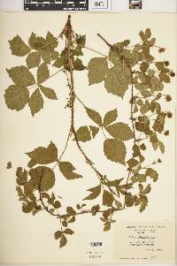 Rubus deamii image