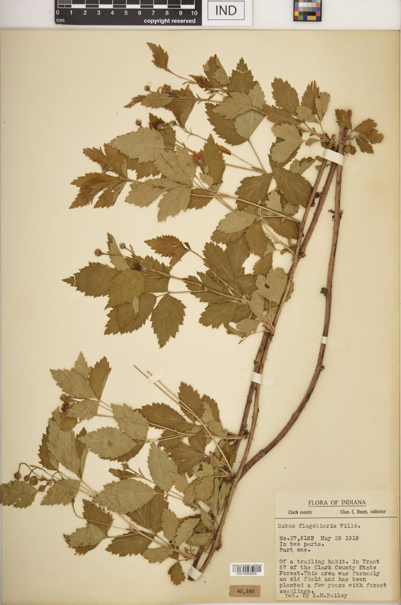 Rubus celer image