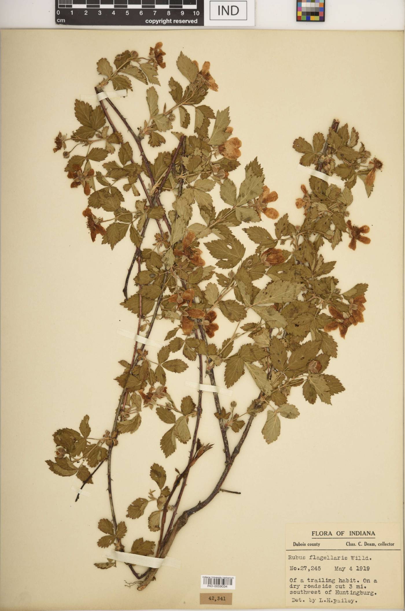 Rubus curtipes image