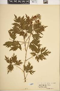 Rubus laciniatus image