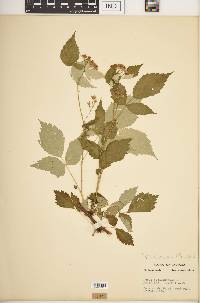 Rubus occidentalis image