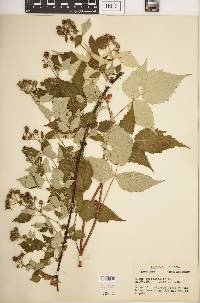 Rubus occidentalis image