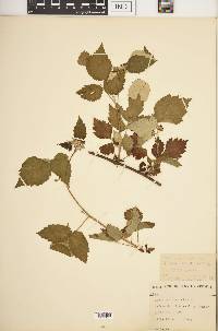 Rubus occidentalis image