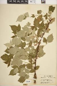 Rubus occidentalis image