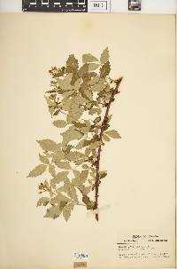 Rubus occidentalis image