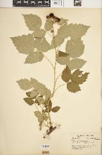 Rubus occidentalis image