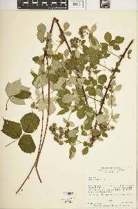 Rubus occidentalis image