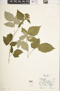 Rubus occidentalis image