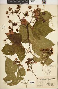 Rubus odoratus image