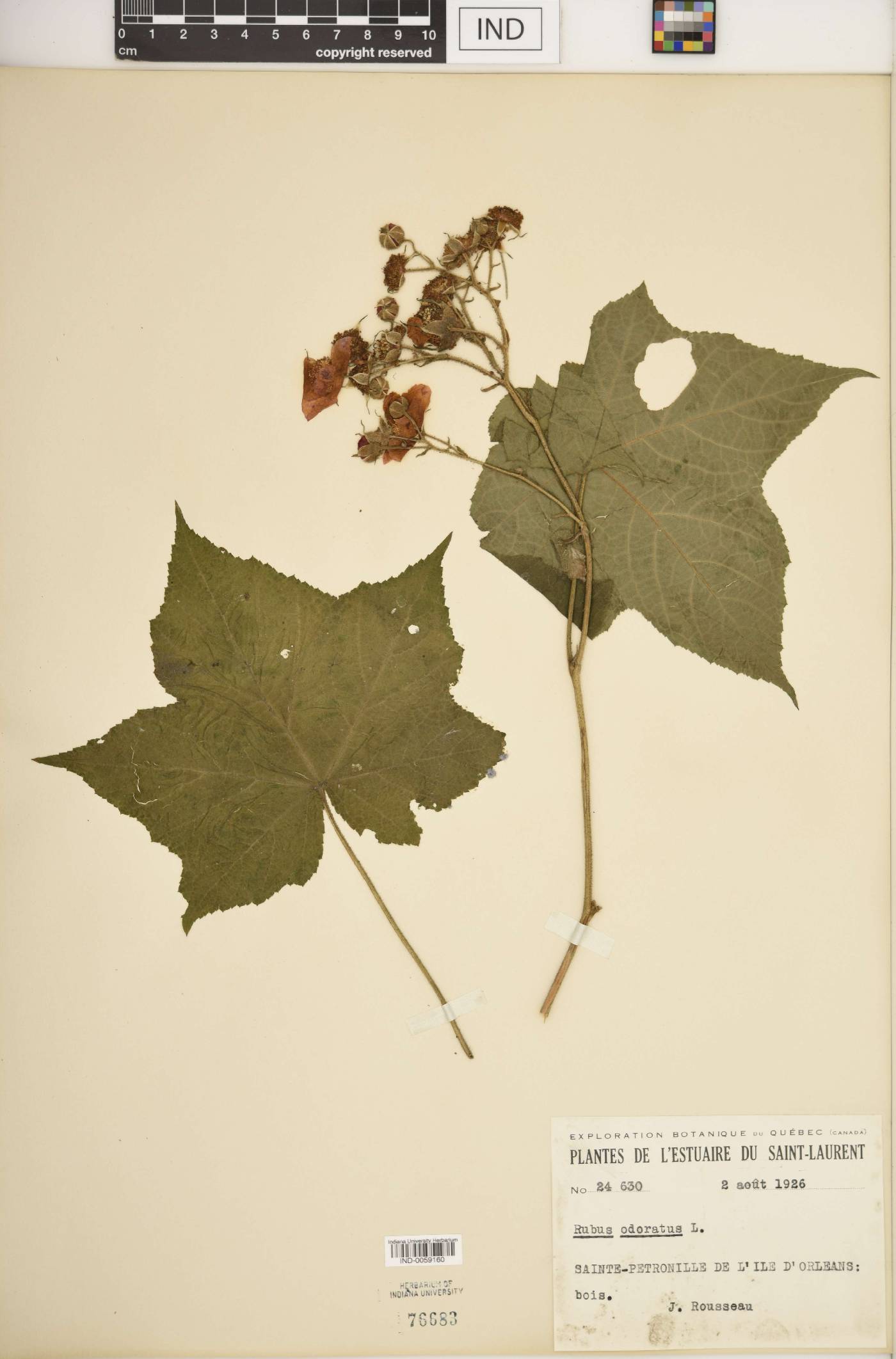 Rubus odoratus image