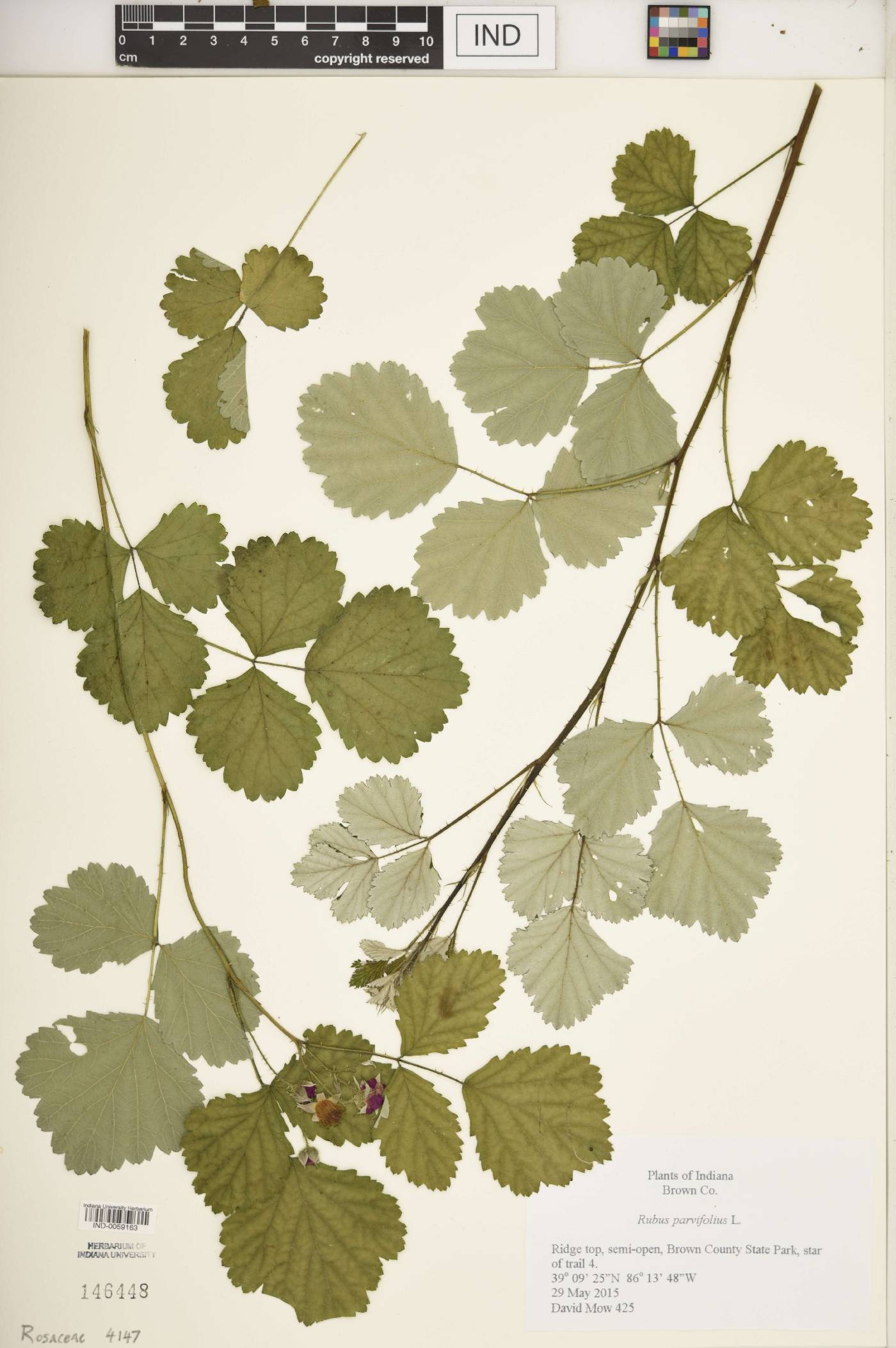 Rubus parvifolius image
