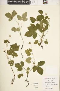 Rubus × paracaulis image