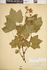 Rubus parviflorus image