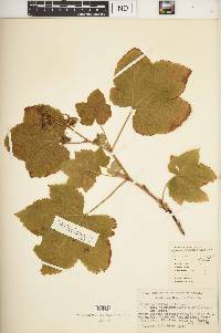 Rubus parviflorus image