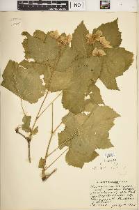 Rubus parviflorus image