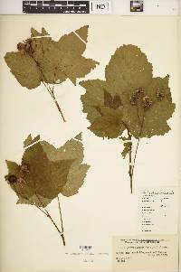 Rubus parviflorus image