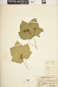 Rubus parviflorus image