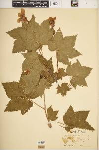 Rubus parviflorus image