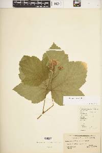 Rubus parviflorus image