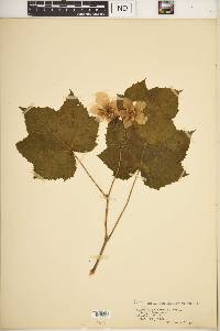 Rubus parviflorus image