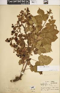 Rubus frondosus image