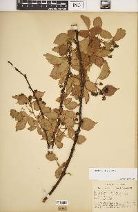 Rubus argutus image