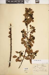 Rubus frondosus image