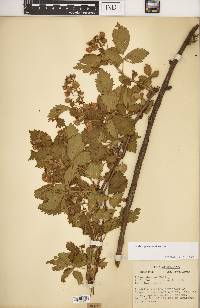 Rubus recurvans image