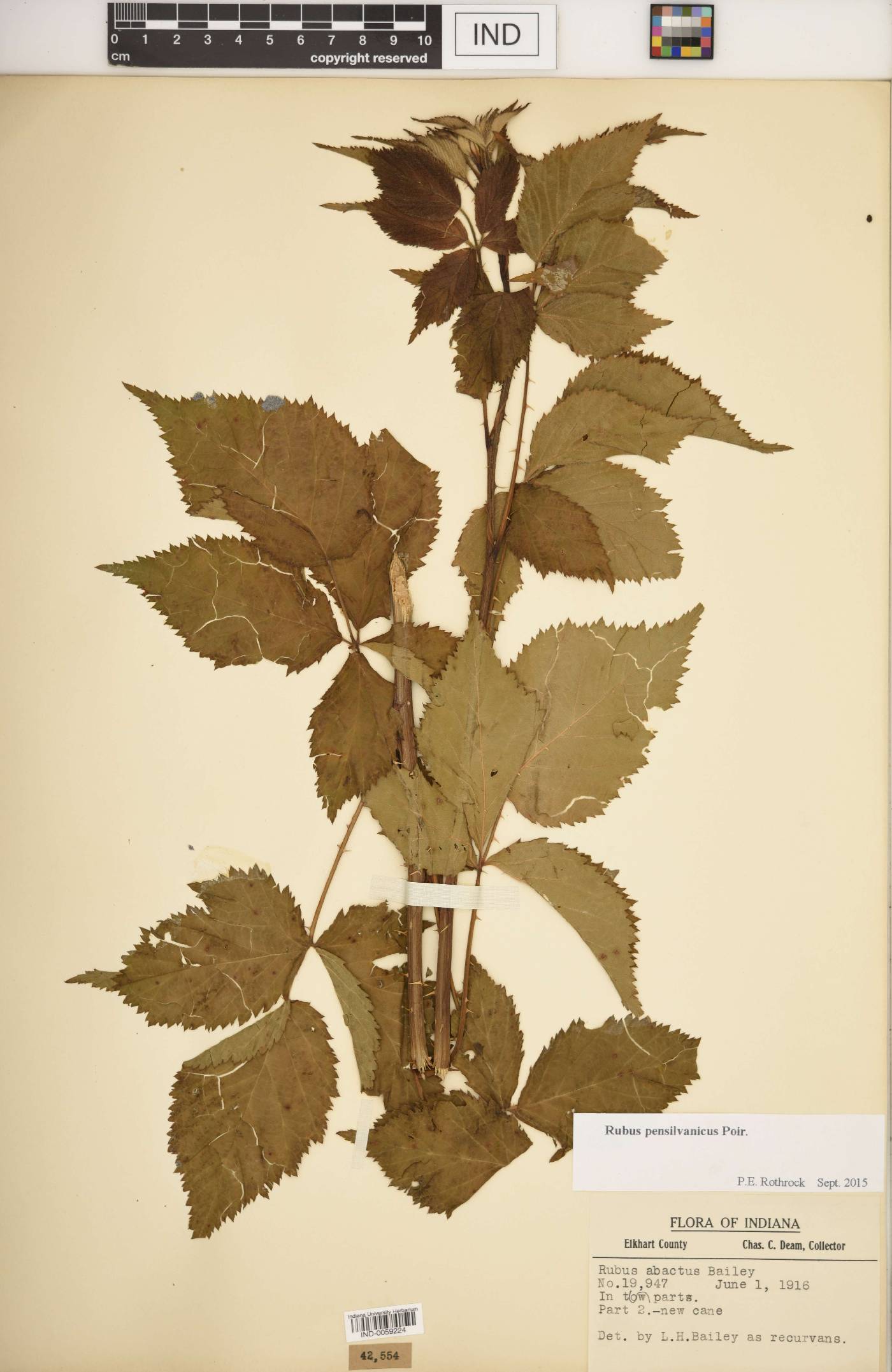 Rubus recurvans image