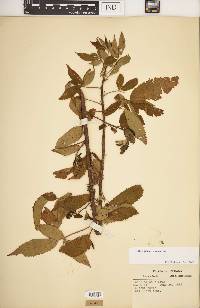 Rubus argutus image