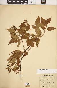 Rubus argutus image