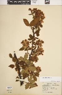 Rubus argutus image